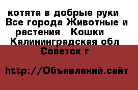 котята в добрые руки - Все города Животные и растения » Кошки   . Калининградская обл.,Советск г.